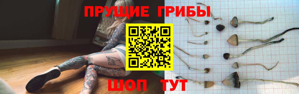 Ярославль  купить  сайты  Вход с VPN  Псилоцибиновые грибы Psilocybe 